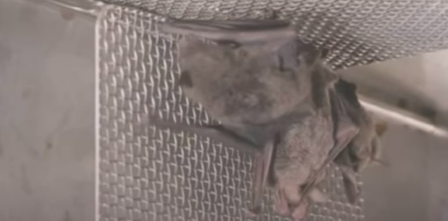 Κορωνοϊός: Βίντεο με νυχτερίδες σε εργαστήριο της Ουχάν πυροδοτεί νέα σενάρια για την προέλευση του